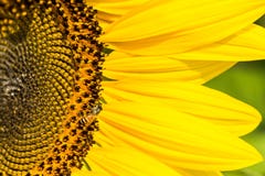 Sunflower royalty free stock images Sunflower royalty free stock images