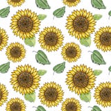 Sunflower vector seamless pattern with green leaves, imitating ink and watercolor on white background. Hand-drawn flower heads. royalty free illustration Sunflower vector seamless pattern with green leaves, imitating ink and watercolor on white background. Hand-drawn flower heads. royalty free illustration