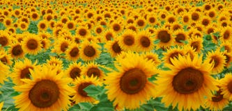 Sunflowers. A landscape of beautiful sunflowers, filling the entire frame Sunflowers. A landscape of beautiful sunflowers, filling the entire frame