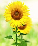 Sunflowers Sunflowers