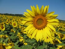 Sunflowers Field Royalty Free Stock Photo