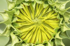 Sunflowers or Helianthus annuus in garden stock photo Sunflowers or Helianthus annuus in garden stock photo