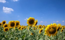 Sunflowers In The Field With Bright Blue Sky Stock Photo Sunflowers In The Field With Bright Blue Sky Stock Photo