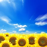 Sunflowers On Blue Sky Background Royalty Free Stock Image