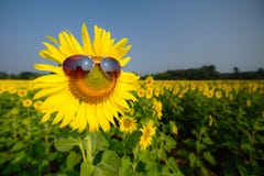 Sunflowers Sunglasses Stock Photography