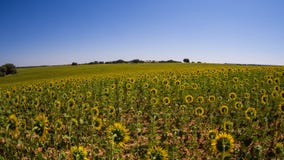 Sunflowers texture and background for designers. royalty free stock photos Sunflowers texture and background for designers. royalty free stock photos
