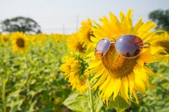 Sunglasses Sunflowers Stock Photo