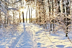 Sunlight Among The Branches Of Trees In Snowy Winter Forest. Royalty Free Stock Photos Sunlight Among The Branches Of Trees In Snowy Winter Forest. Royalty Free Stock Photos