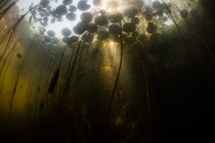 Sunlight and Lily Pads Underwater in Lake