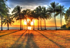 Sunlight rising behind palm trees in HDR, Port Douglas, Australia