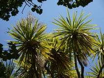 New Zealand: native cabbage tree flower Cordyline australis Stock Images New Zealand: native cabbage tree flower Cordyline australis Stock Images