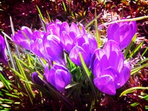 Free Sunlit March Purple Crocuses Royalty Free Stock Photos - 112249288