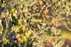 Sunlit оливки kalamata зрея на оливковом дереве Стоковые Фотографии RF Sunlit оливки kalamata зрея на оливковом дереве Стоковые Фотографии RF