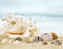 Sunny beach with shells Stock Photography Sunny beach with shells Stock Photography