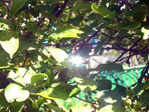 Sunny bunny in the green leaves of the tree. stock image Sunny bunny in the green leaves of the tree. stock image