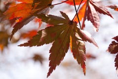 Fall maple leave prepars to fall. royalty free stock image Fall maple leave prepars to fall. royalty free stock image