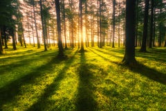 Sunny forest royalty free stock photography Sunny forest royalty free stock photography