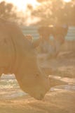 Sunny White rhinoceros stock photos Sunny White rhinoceros stock photos
