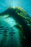 Sunrays που χορεύει μέσω Kelp σε Καλιφόρνια στοκ φωτογραφία με δικαίωμα ελεύθερης χρήσης Sunrays που χορεύει μέσω Kelp σε Καλιφόρνια στοκ φωτογραφία με δικαίωμα ελεύθερης χρήσης
