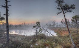 Sunrise At Swamp With Small Pine Trees Covered In Early Morning. Royalty Free Stock Images
