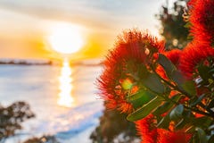 Sunrise Shimmering Over Sea Towards Back-lit Bright Red Pohutukawa Flowers Royalty Free Stock Image