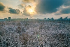 Sunset above frozen trees in a forest covered by snow near the city of Voronezh Royalty Free Stock Images Sunset above frozen trees in a forest covered by snow near the city of Voronezh Royalty Free Stock Images