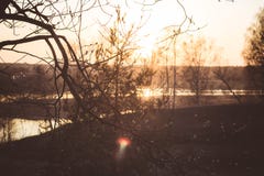 Sunset against the background of willow branches royalty free stock photos Sunset against the background of willow branches royalty free stock photos