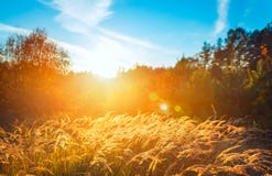 Sunset And Field Royalty Free Stock Image