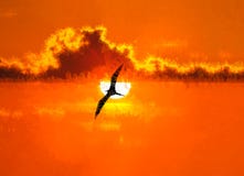 Sunset Bird Silhouette Stock Photos