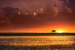 Sunset In The Agricultural Areas Royalty Free Stock Image Sunset In The Agricultural Areas Royalty Free Stock Image