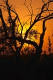 Sunset In The Bushveld 2 Royalty Free Stock Photo
