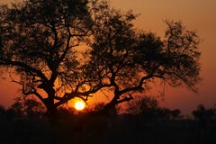 Sunset In The Bushveld 3 Royalty Free Stock Photography