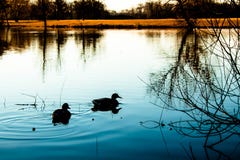 Sunset landscape with blue lake and ducks royalty free stock photos Sunset landscape with blue lake and ducks royalty free stock photos