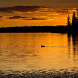 Sunset Loon Royalty Free Stock Photography Sunset Loon Royalty Free Stock Photography