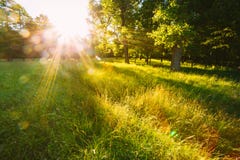 Sunset Or Sunrise In Forest Landscape. Sun Sunshine With Natural Stock Image Sunset Or Sunrise In Forest Landscape. Sun Sunshine With Natural Stock Image