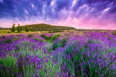 Sunset Over A Summer Lavender Field In Tihany, Hungary Stock Images