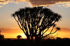Sunset Over Quiver Trees Stock Images Sunset Over Quiver Trees Stock Images