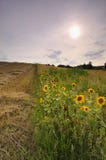 Sunset Over The Sunflower Field Royalty Free Stock Photos