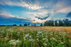 Sunset in summer field royalty free stock images Sunset in summer field royalty free stock images