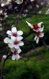 Sunset time on a sunny winter day in Israel. The blossom of the almond tree. stock images Sunset time on a sunny winter day in Israel. The blossom of the almond tree. stock images
