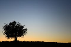Sunset stock images Sunset stock images
