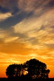 Sunset and trees royalty free stock photo Sunset and trees royalty free stock photo