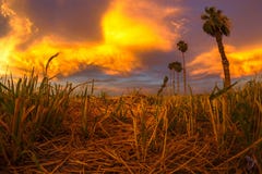 Sunset over the cut hay royalty free stock photography Sunset over the cut hay royalty free stock photography