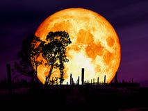 Super Blue Blood Moon Over Abandon Pier Silhouette Tree Royalty Free Stock Images Super Blue Blood Moon Over Abandon Pier Silhouette Tree Royalty Free Stock Images