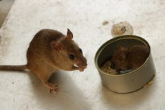 Super Cute Baby and Mom Mice Eating Rice by the Tin Can stock photos Super Cute Baby and Mom Mice Eating Rice by the Tin Can stock photos