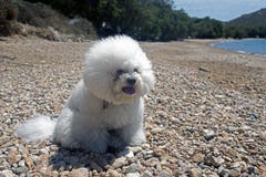 A super cute bolognese breed dog like a toy at the beach in summer time Stock Photos A super cute bolognese breed dog like a toy at the beach in summer time Stock Photos