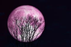 Super Full Pink Moon Back On Silhouette Tree In Dark On Dark Sky Royalty Free Stock Images Super Full Pink Moon Back On Silhouette Tree In Dark On Dark Sky Royalty Free Stock Images
