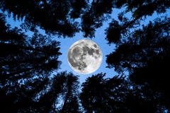 Super Moon Pine trees silhouette royalty free stock image Super Moon Pine trees silhouette royalty free stock image