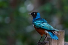Superb starling stock image Superb starling stock image