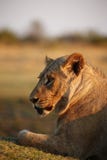 Superb young sub adult male lion ready to leave the pride royalty free stock photography Superb young sub adult male lion ready to leave the pride royalty free stock photography